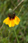 Clasping coneflower